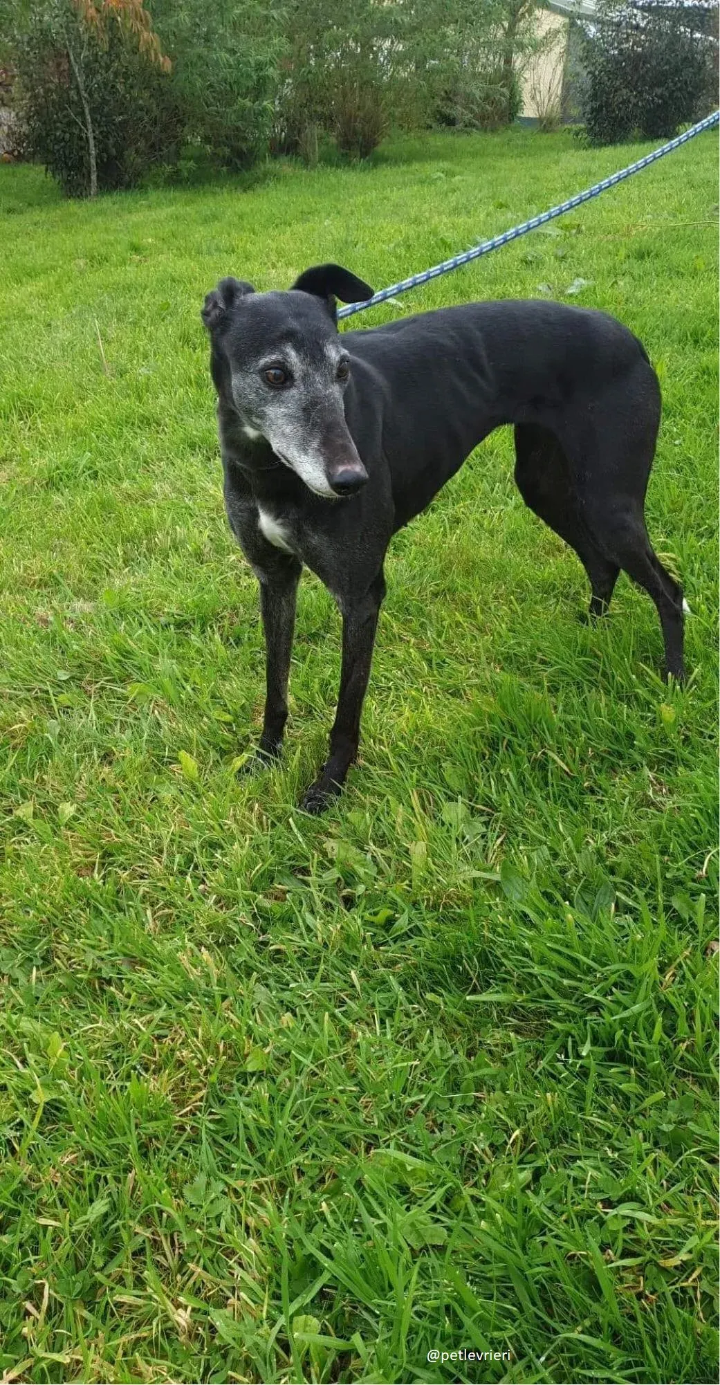 candy adozione greyhound 5