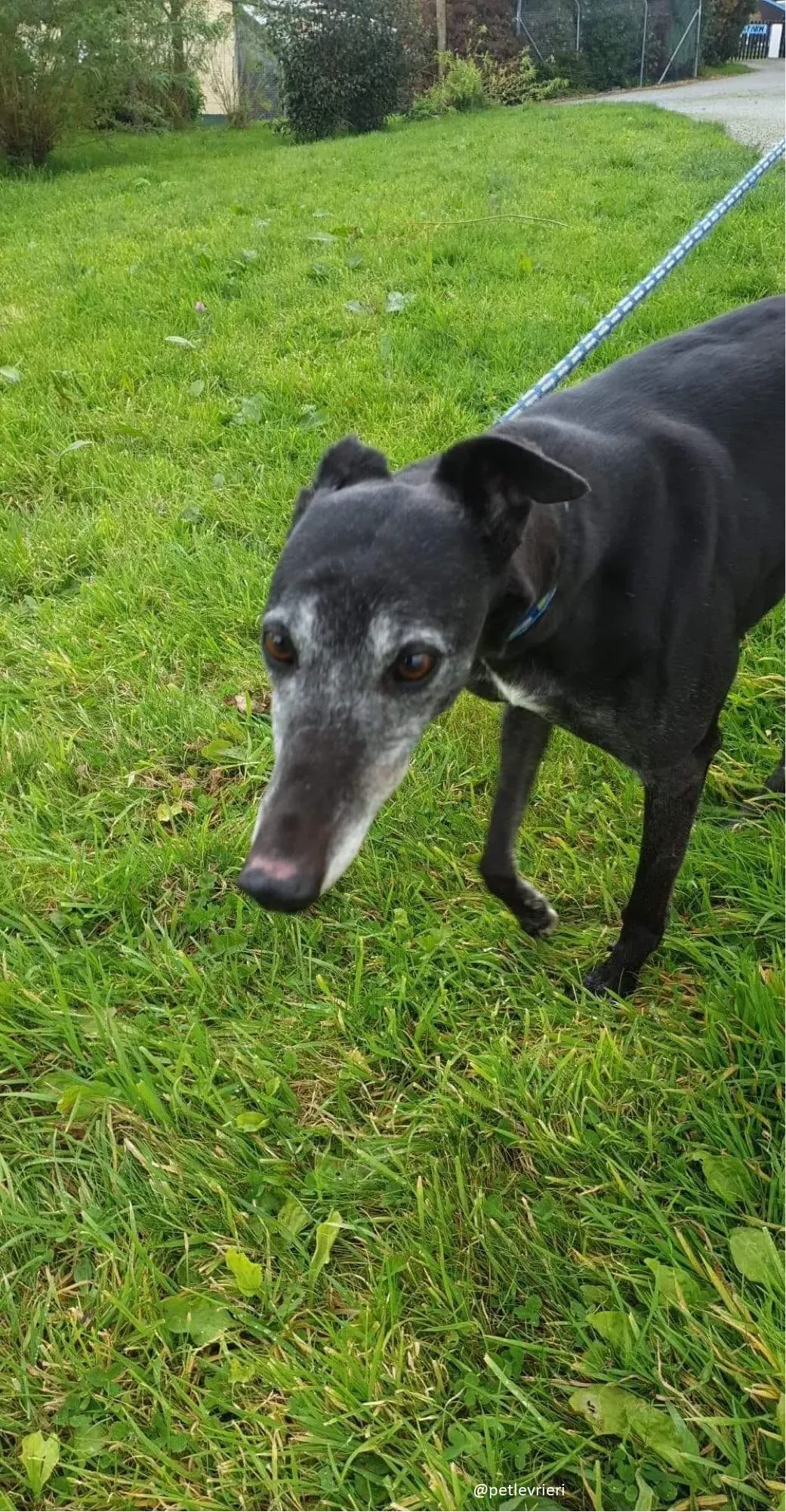 candy adozione greyhound 6