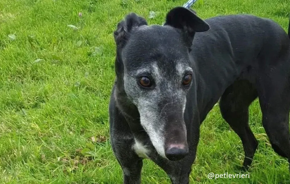 candy adozione greyhound 7 2