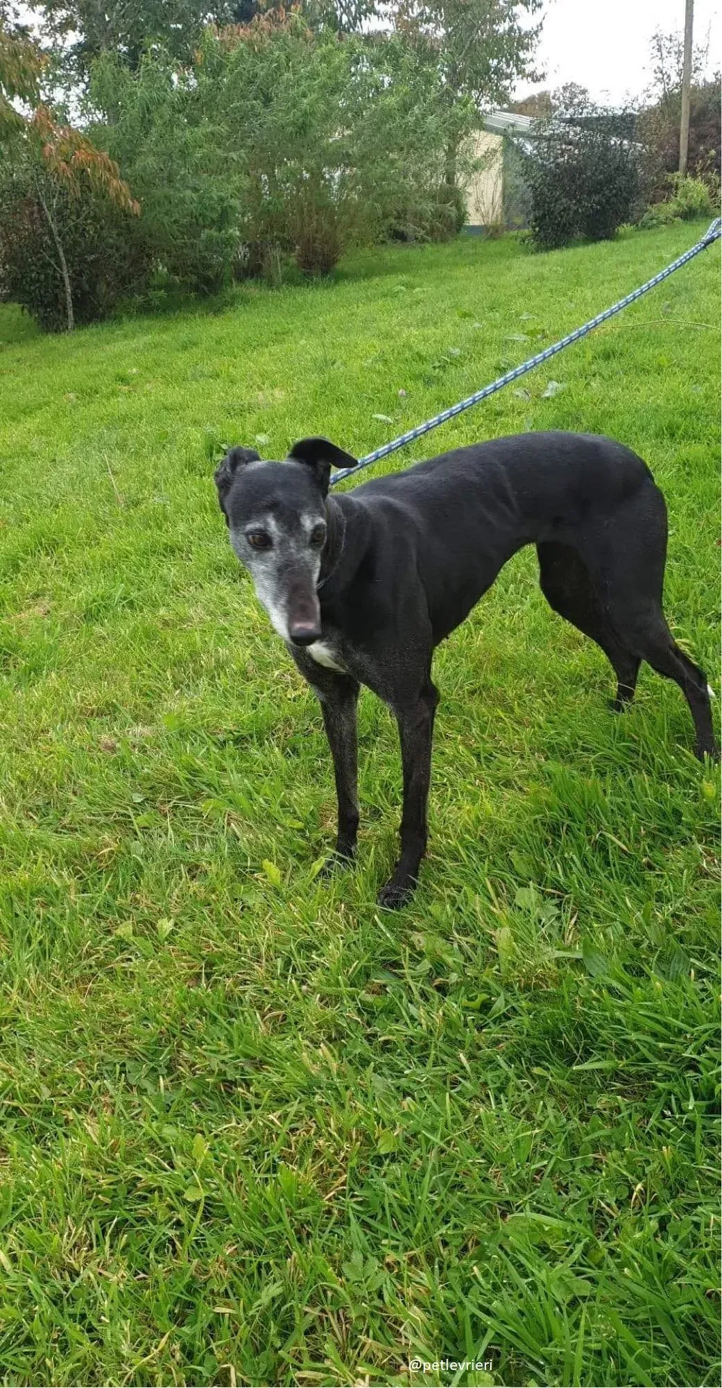 candy adozione greyhound 7