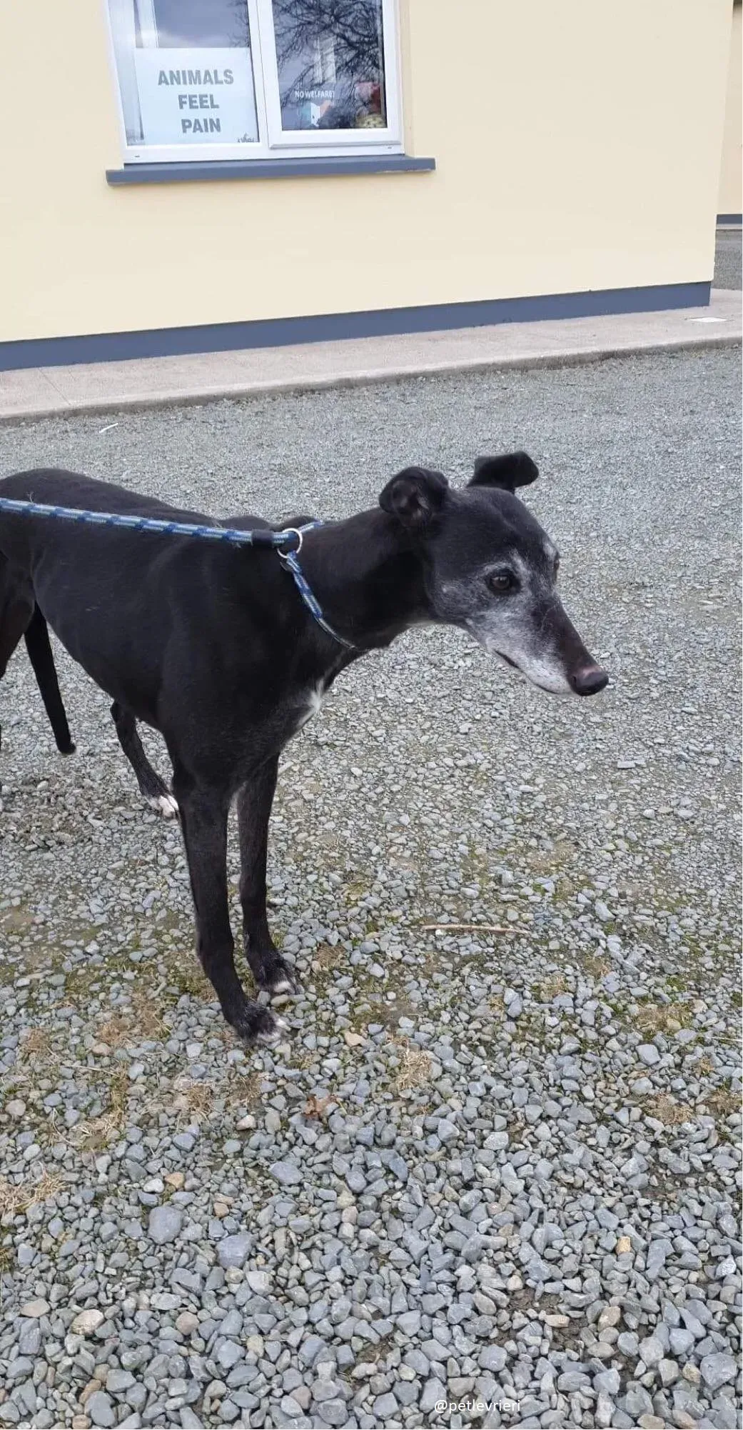 candy adozione greyhound