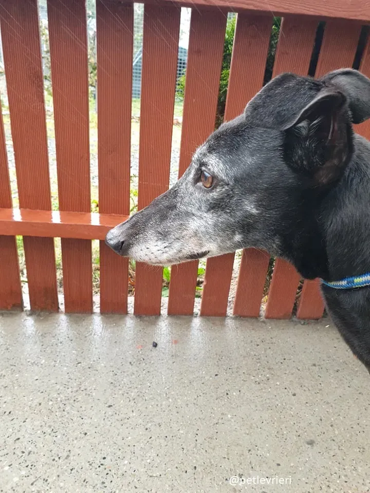 candy adozione greyhound10