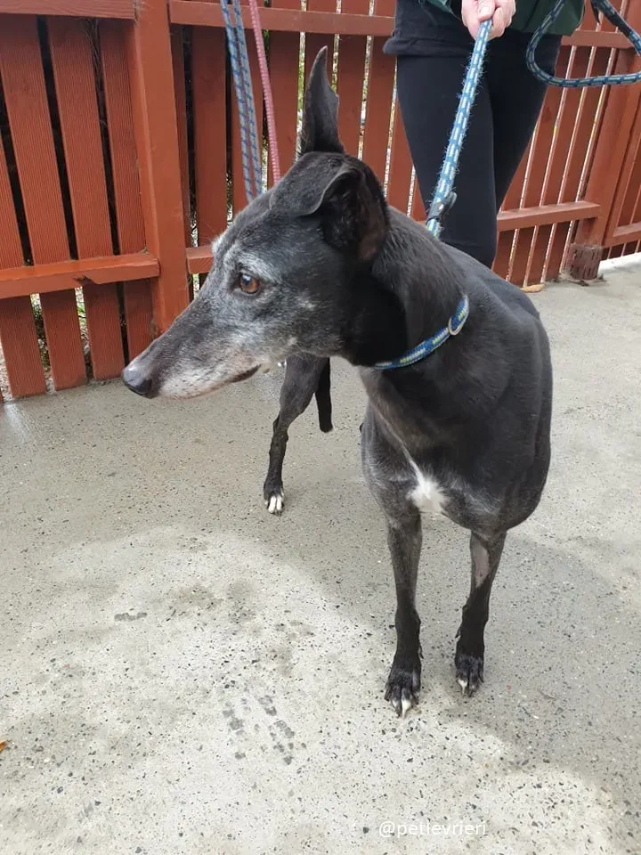 candy adozione greyhound11