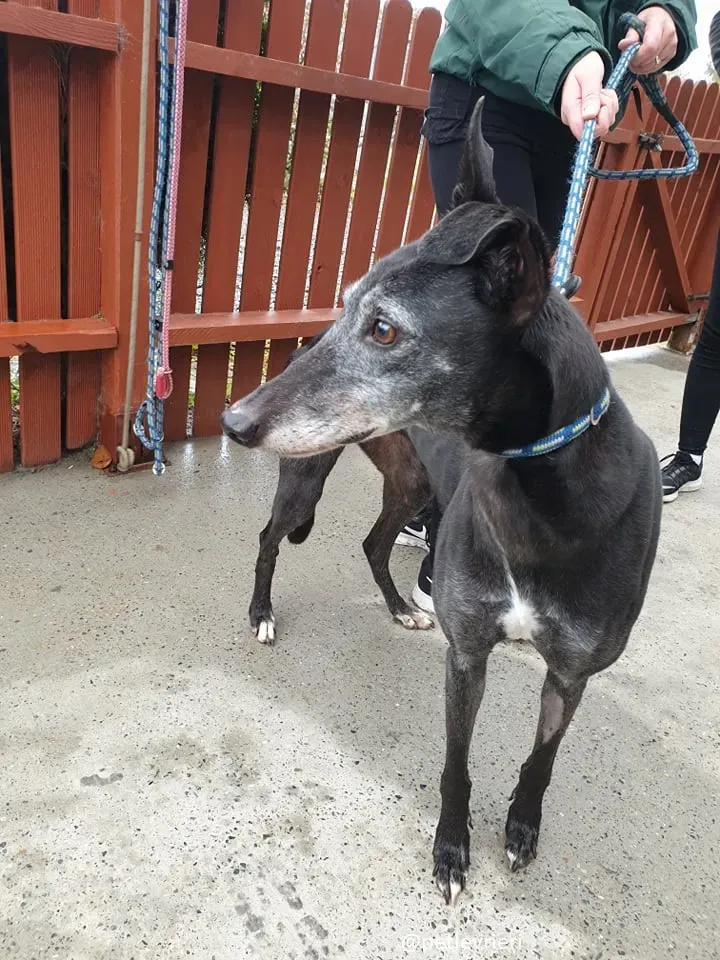 candy adozione greyhound12