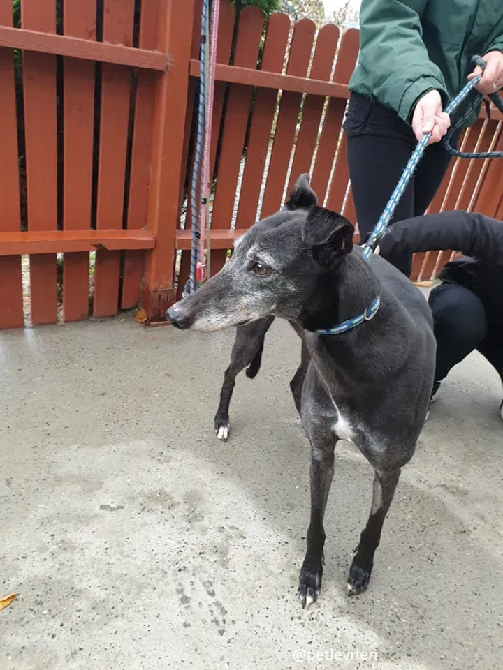 candy adozione greyhound13
