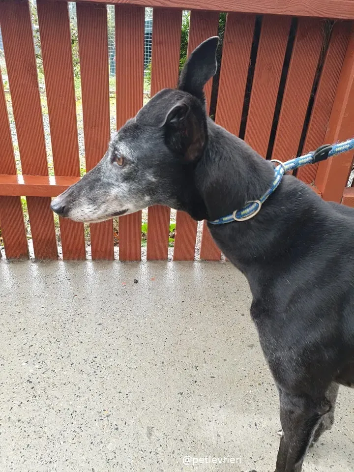 candy adozione greyhound8