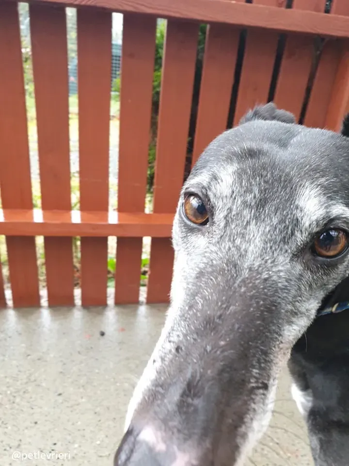 candy adozione greyhound9