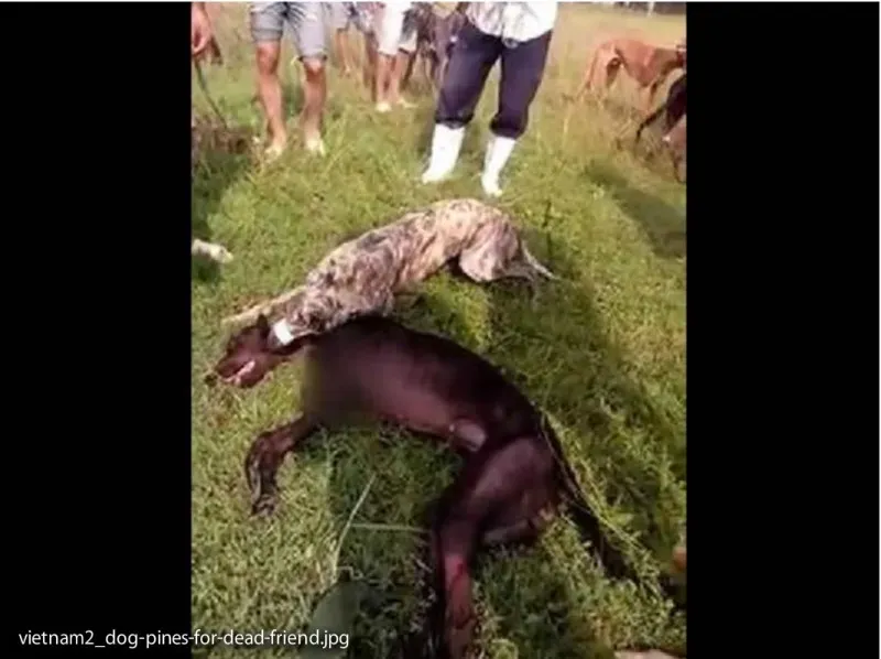 cane che piange la morte dellamico 