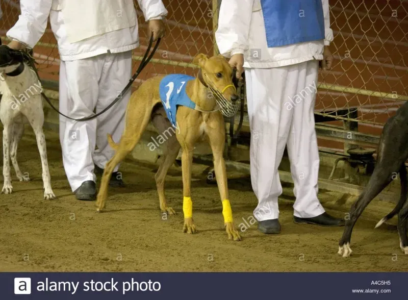 canidrome greyhound racing stadium macau A4C5H5
