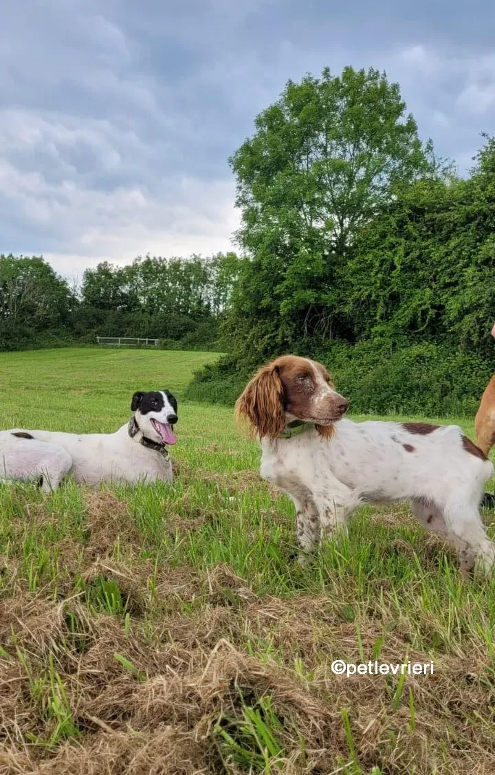 canzone greyhound adozione pet levrieri 01