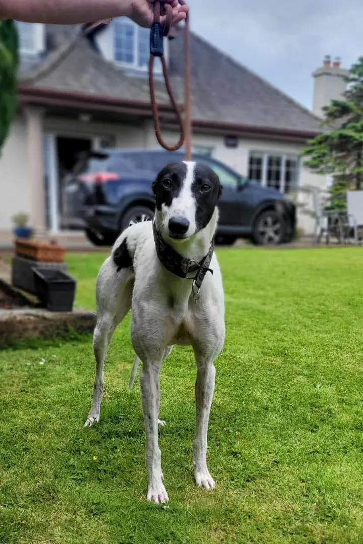 canzone greyhound adozione pet levrieri 02 1