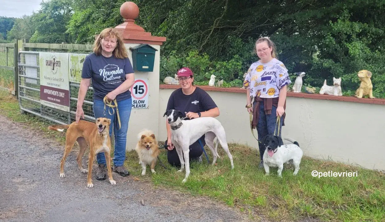 canzone greyhound adozione pet levrieri 02