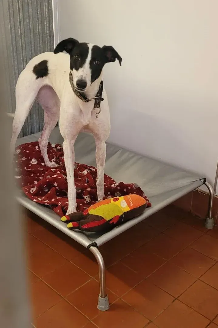 canzone greyhound adozione pet levrieri 03 1