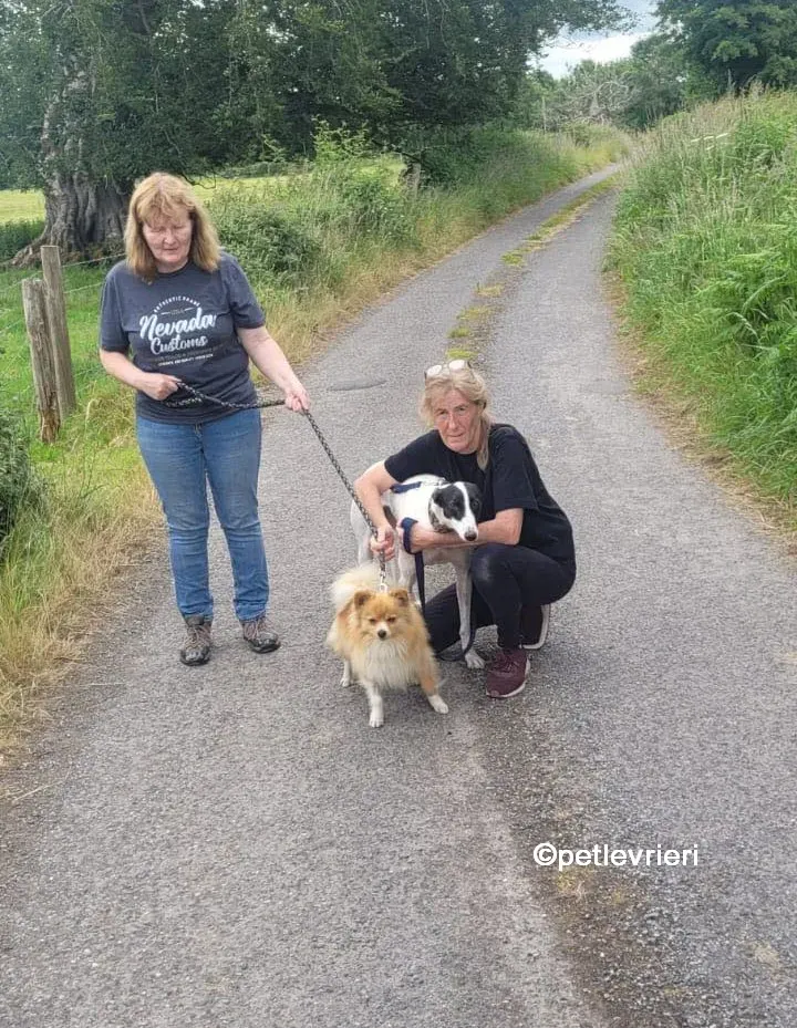 canzone greyhound adozione pet levrieri 03