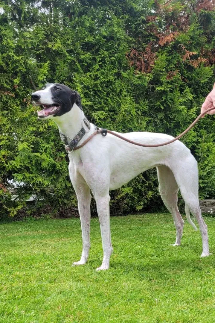 canzone greyhound adozione pet levrieri 04