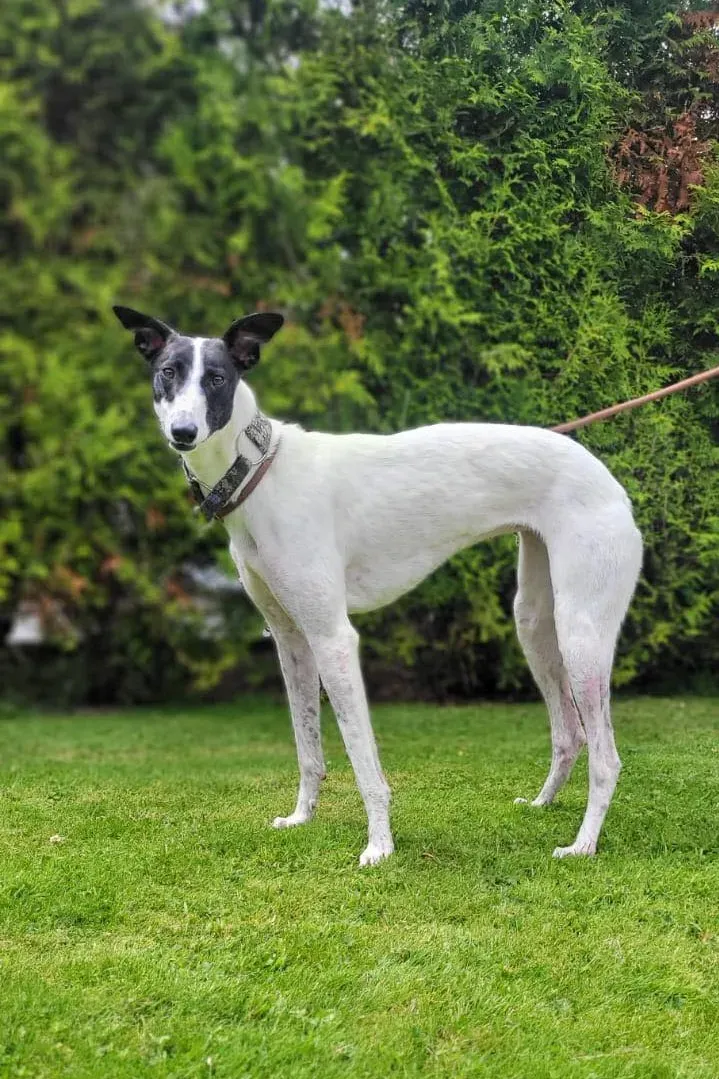 canzone greyhound adozione pet levrieri 05