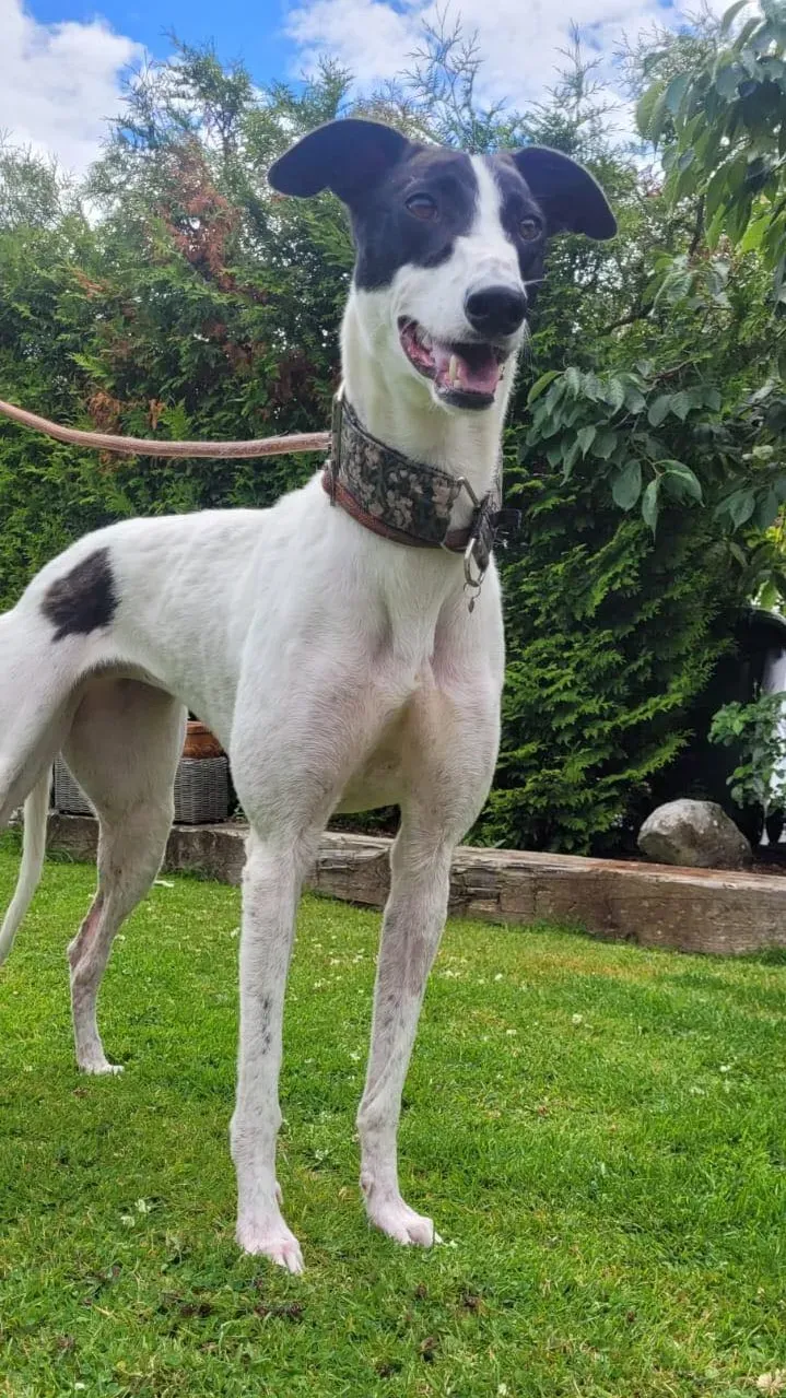 canzone greyhound adozione pet levrieri 06