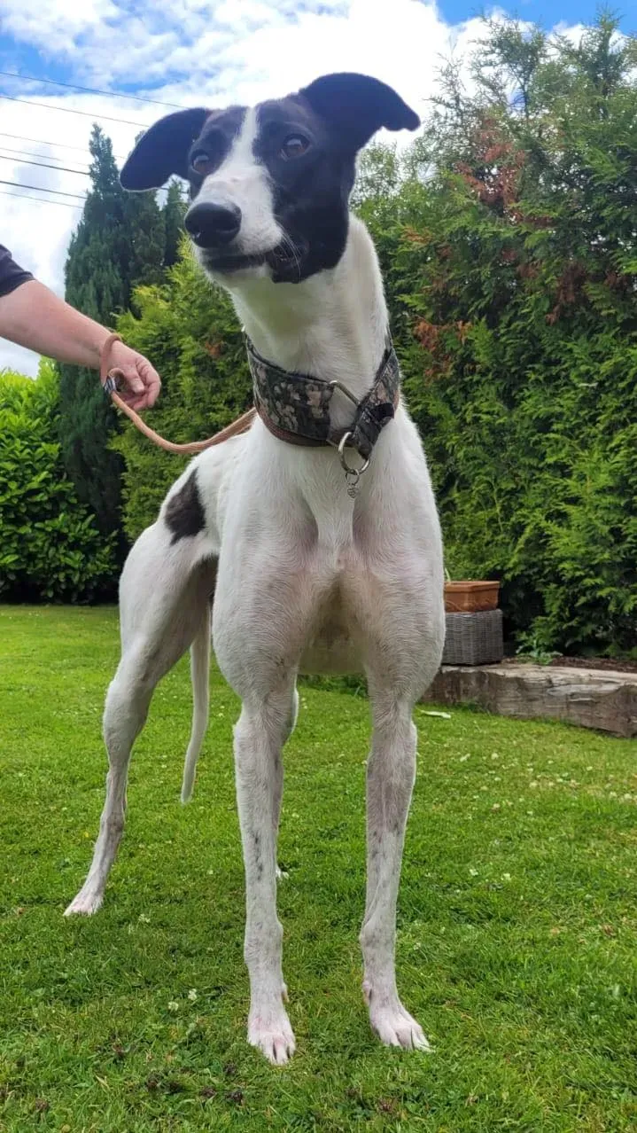 canzone greyhound adozione pet levrieri 07