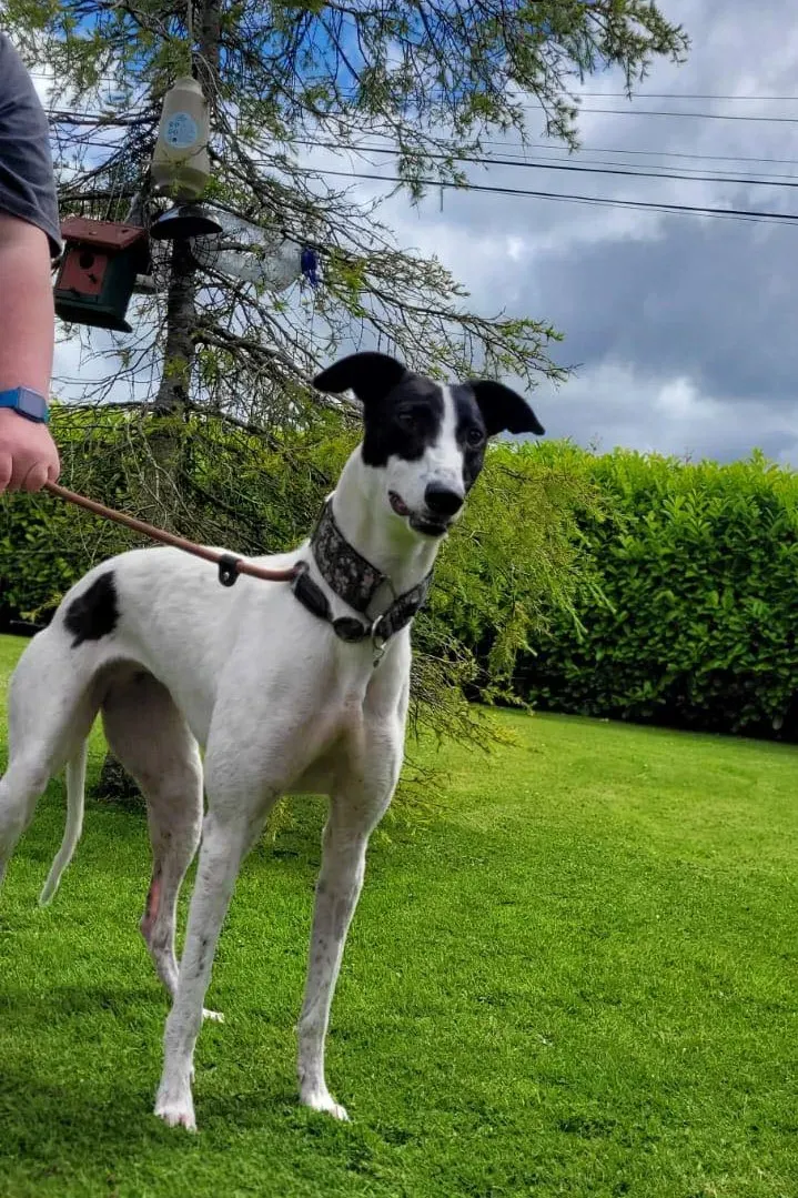 canzone greyhound adozione pet levrieri 08