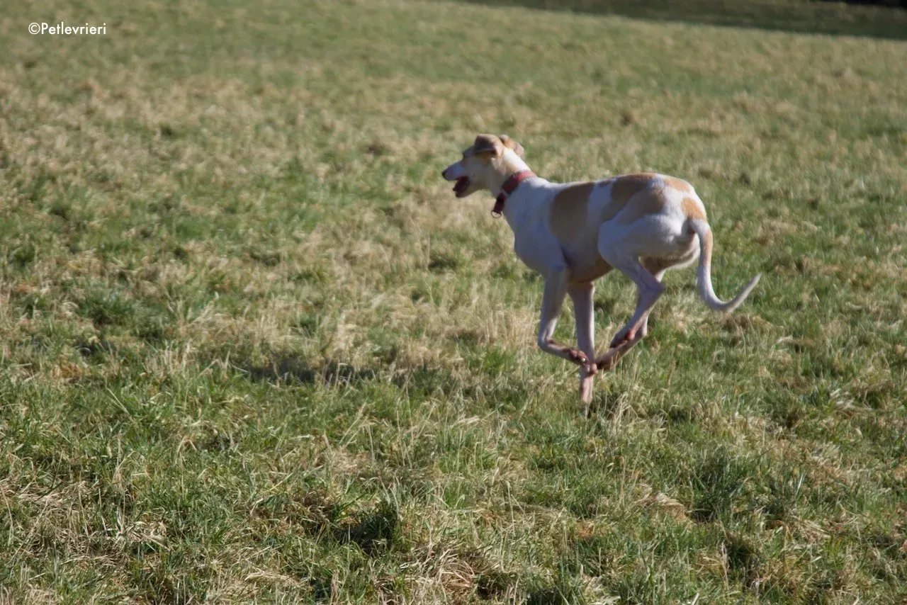 capaldi adozione levrieri greyhound 1