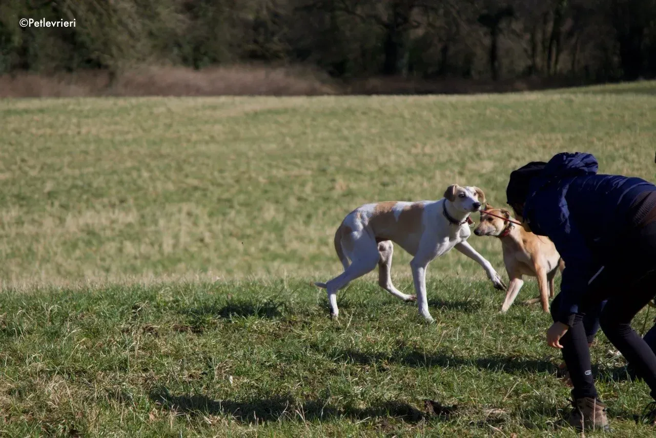 capaldi adozione levrieri greyhound 10