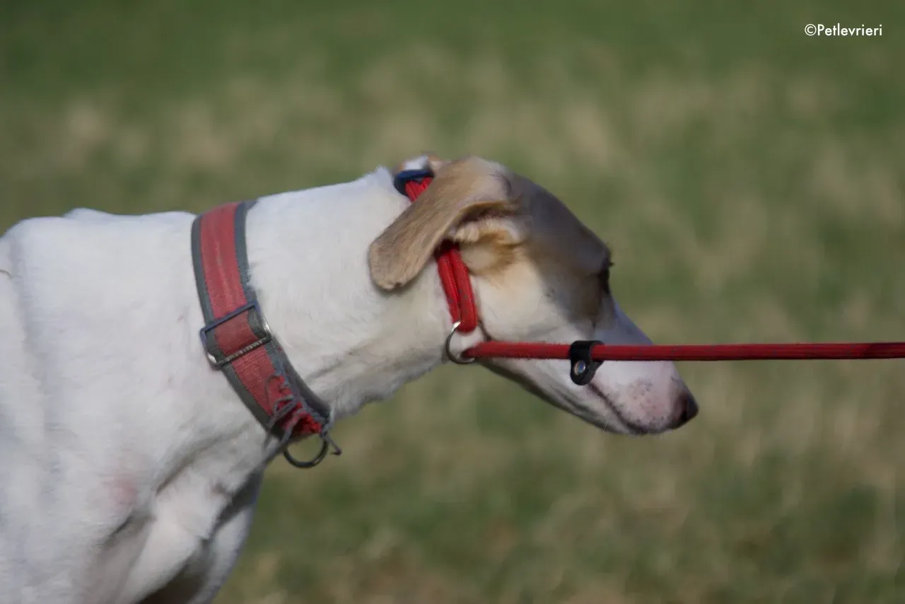 capaldi adozione levrieri greyhound 12