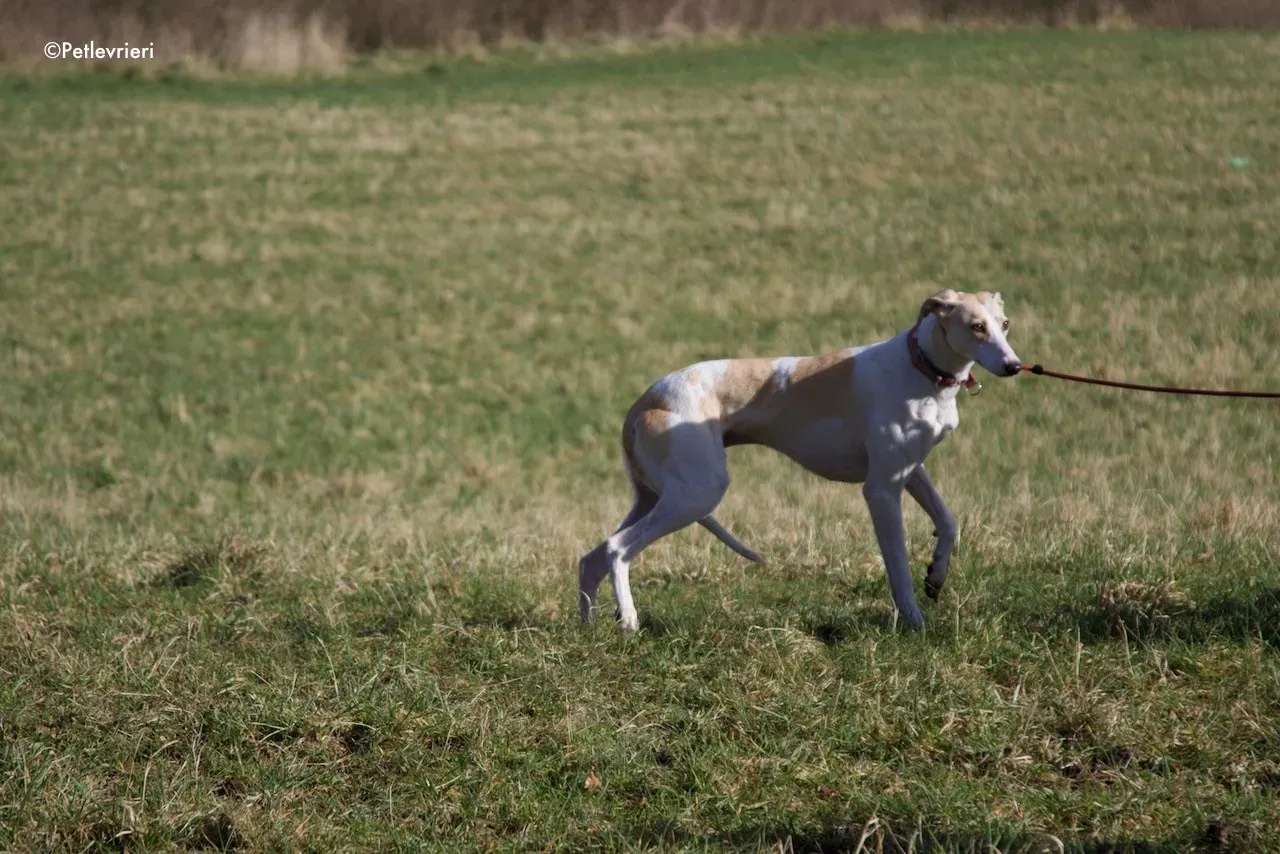 capaldi adozione levrieri greyhound 13
