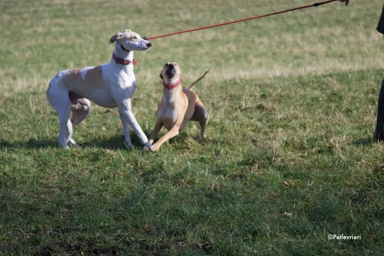 capaldi adozione levrieri greyhound 14