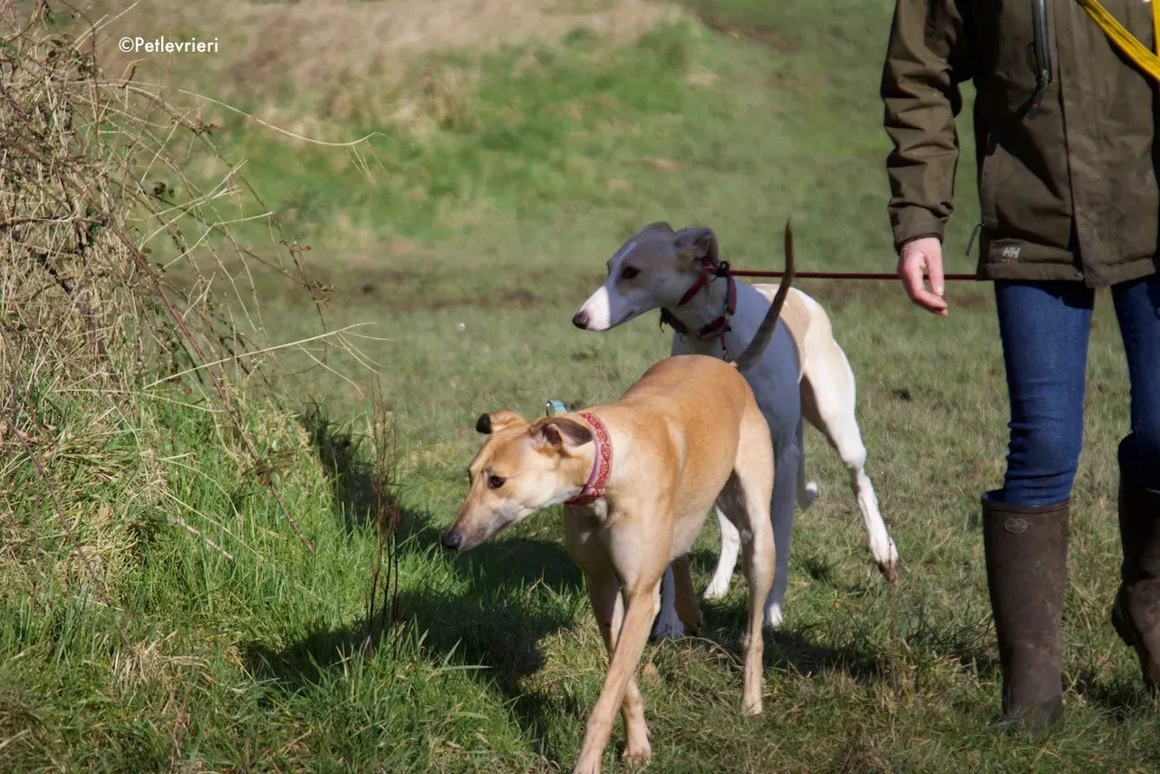 capaldi adozione levrieri greyhound 15