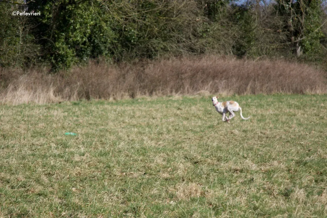 capaldi adozione levrieri greyhound 16