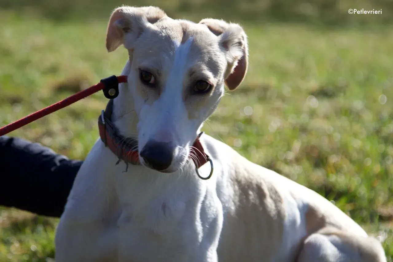 capaldi adozione levrieri greyhound 17