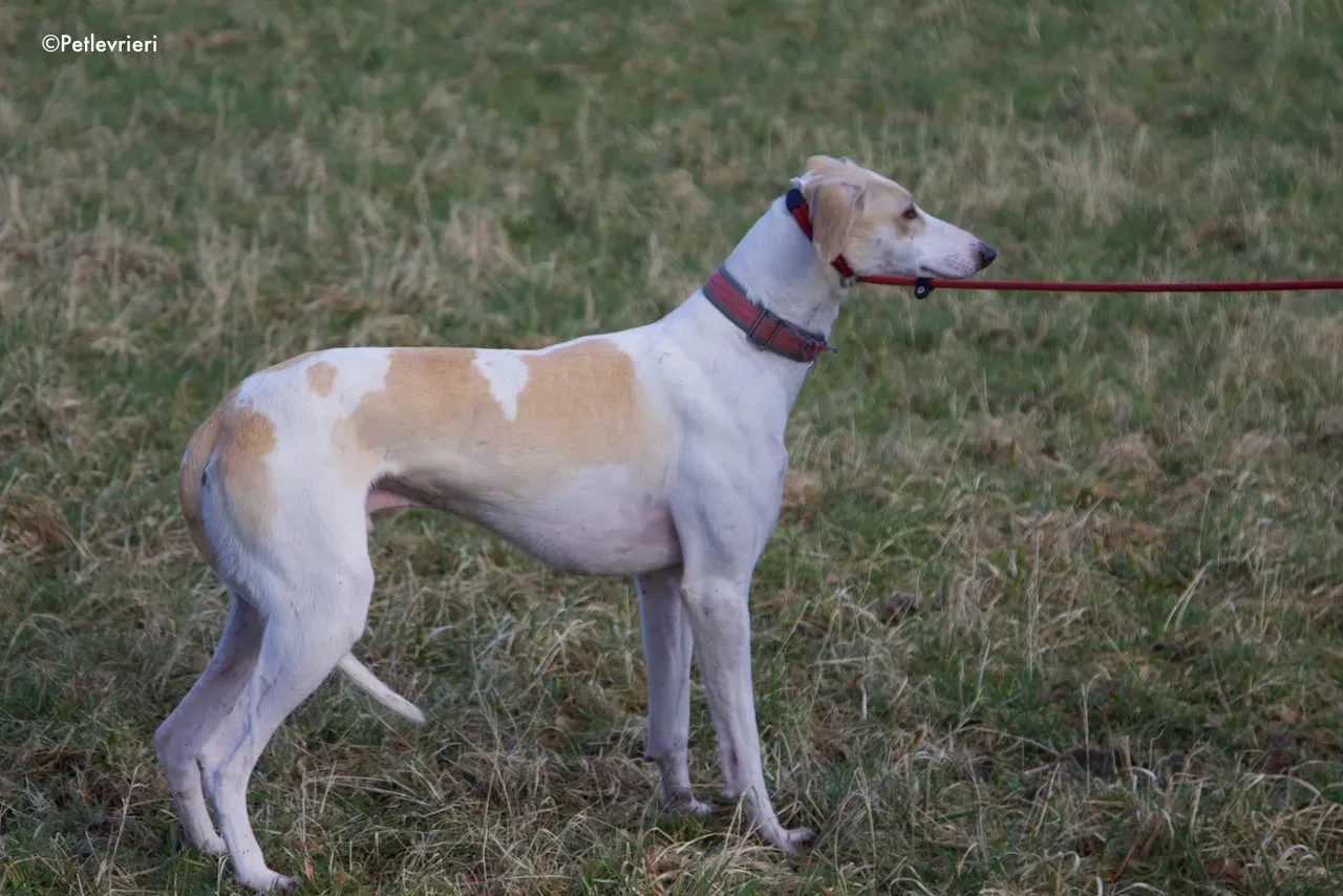 capaldi adozione levrieri greyhound 18