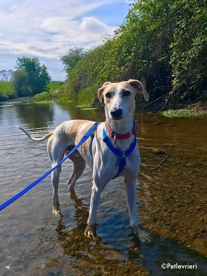 capaldi adozione levrieri greyhound 19