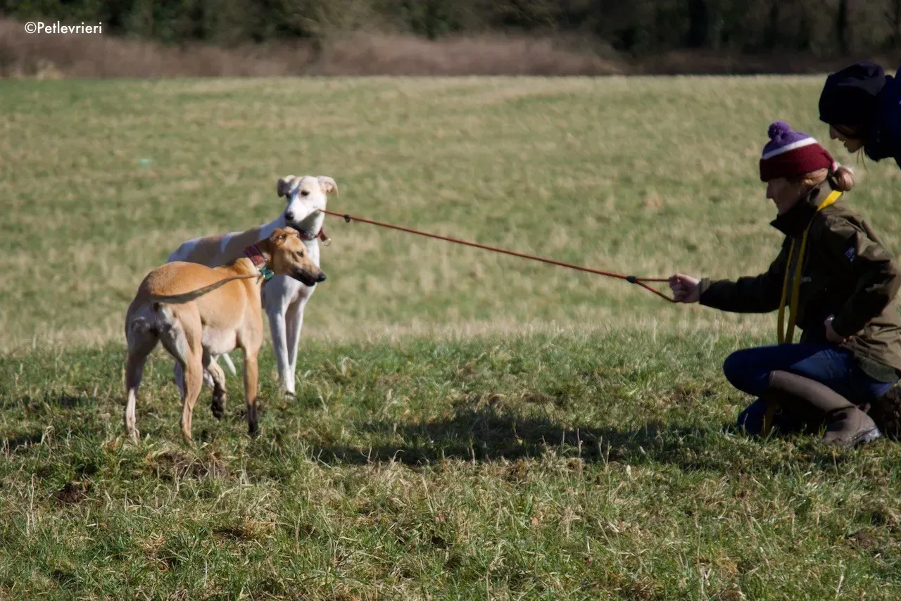 capaldi adozione levrieri greyhound 2