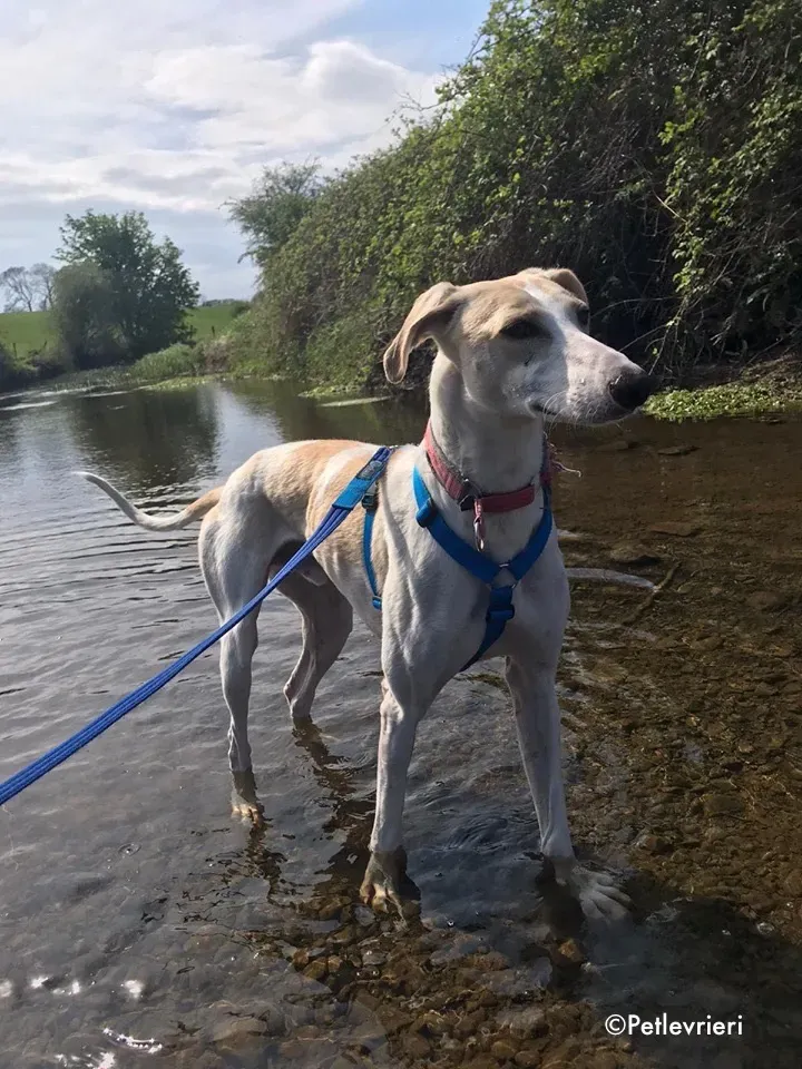 capaldi adozione levrieri greyhound 20