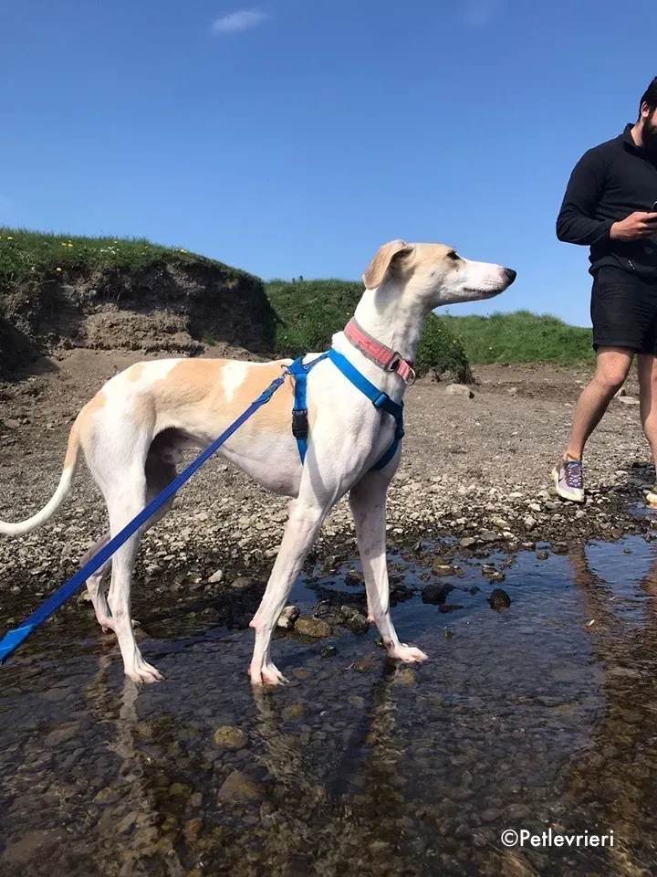 capaldi adozione levrieri greyhound 21