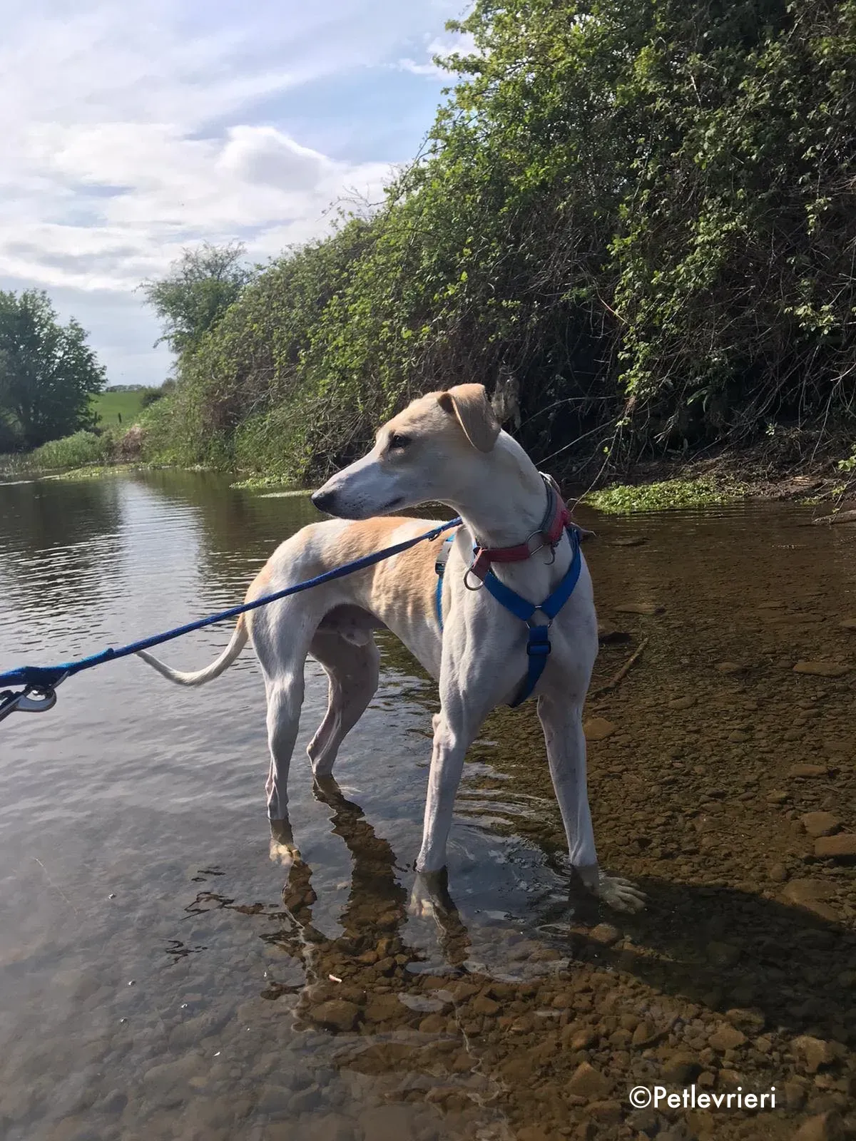 capaldi adozione levrieri greyhound 22