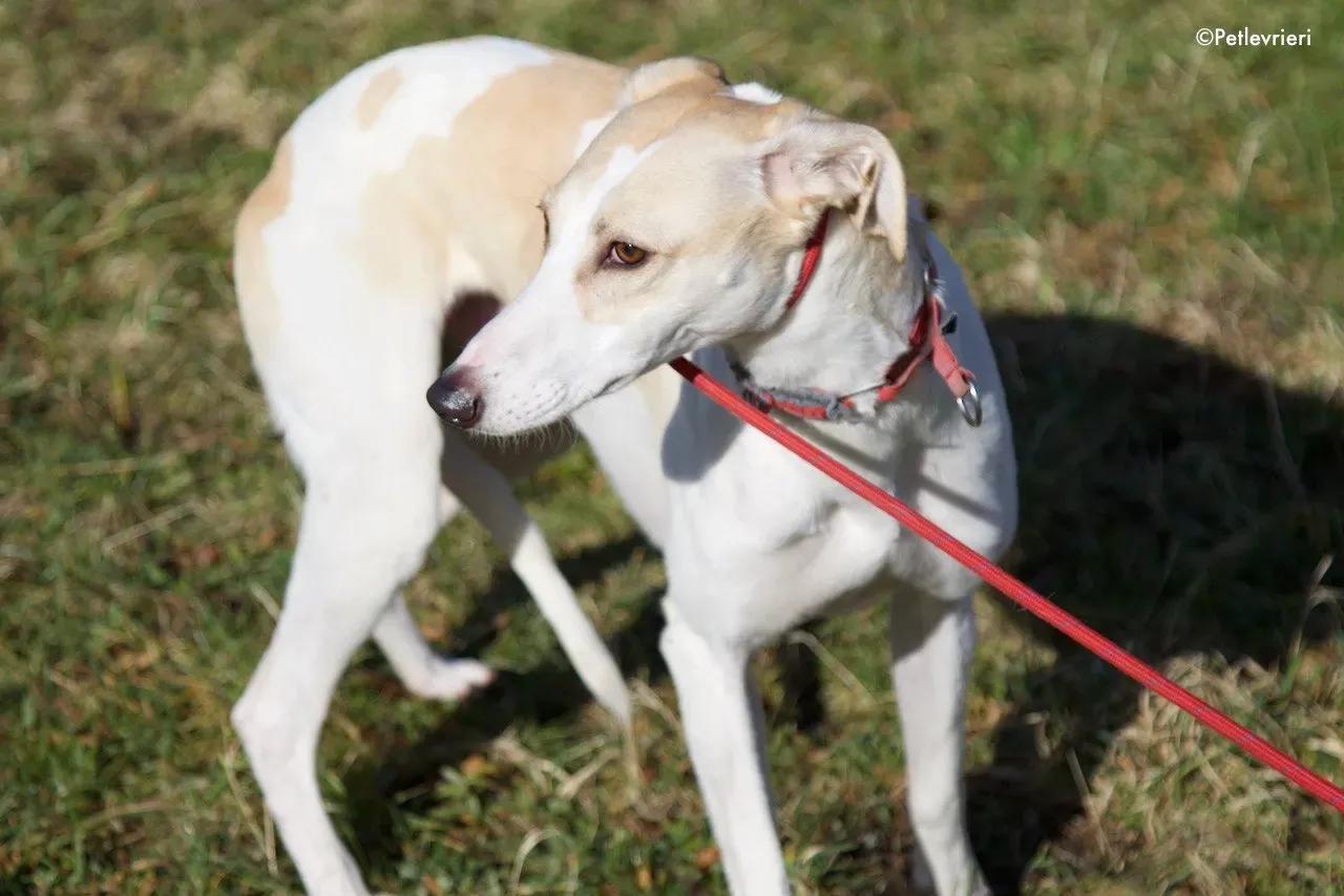 capaldi adozione levrieri greyhound 3