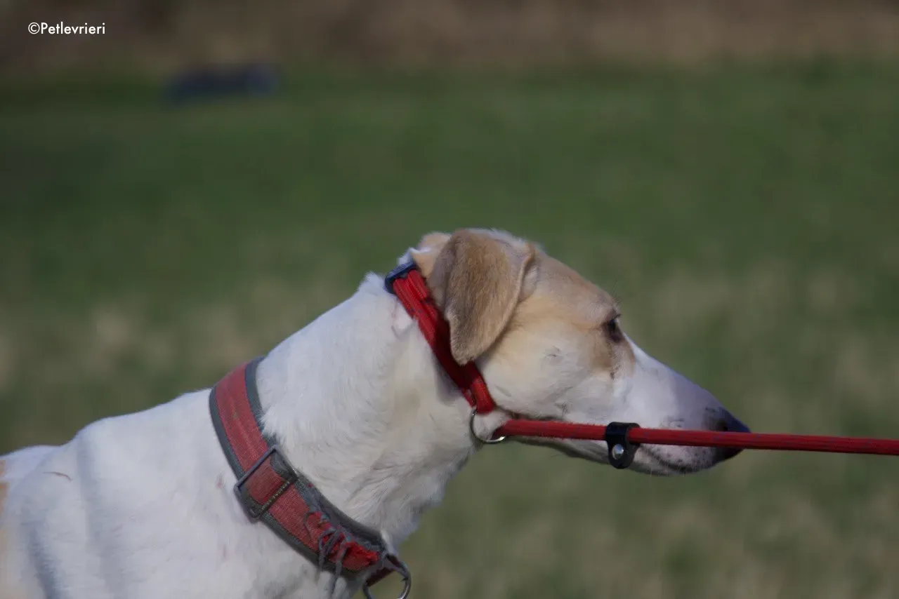 capaldi adozione levrieri greyhound 4