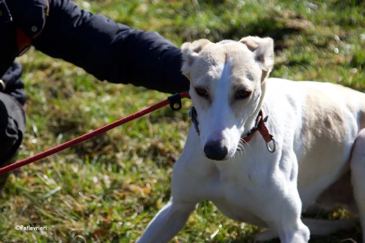 capaldi adozione levrieri greyhound 5