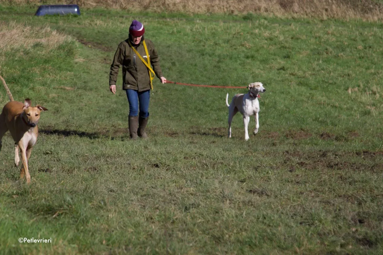 capaldi adozione levrieri greyhound 6