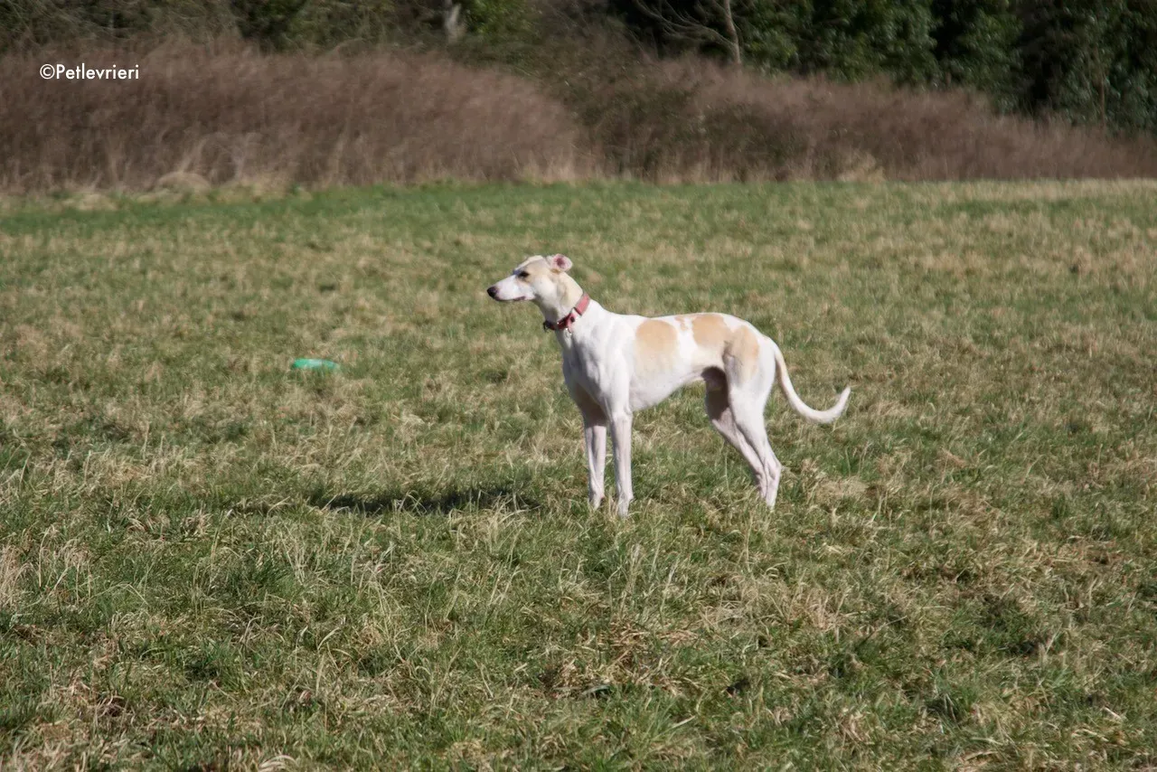 capaldi adozione levrieri greyhound 7