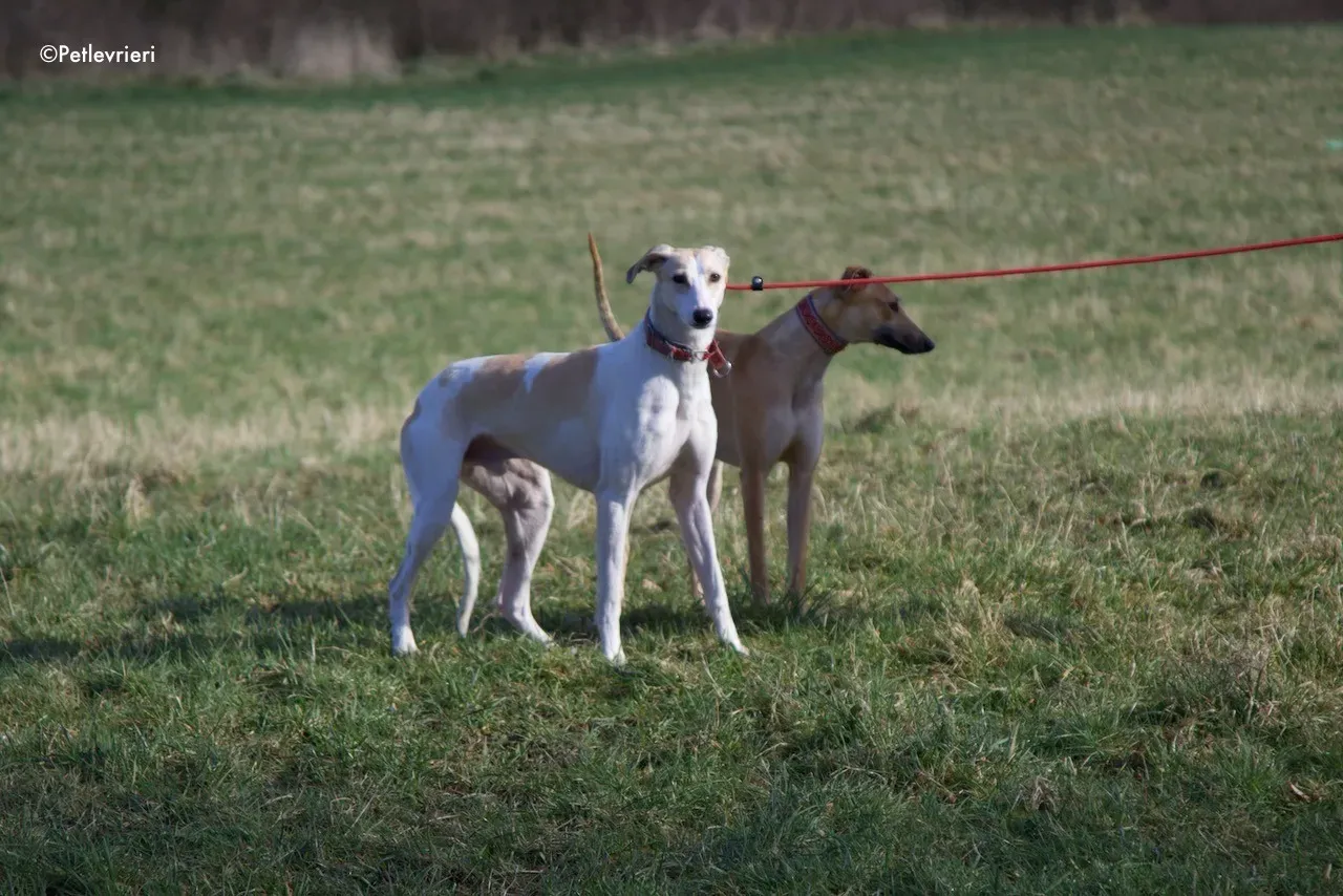 capaldi adozione levrieri greyhound 8