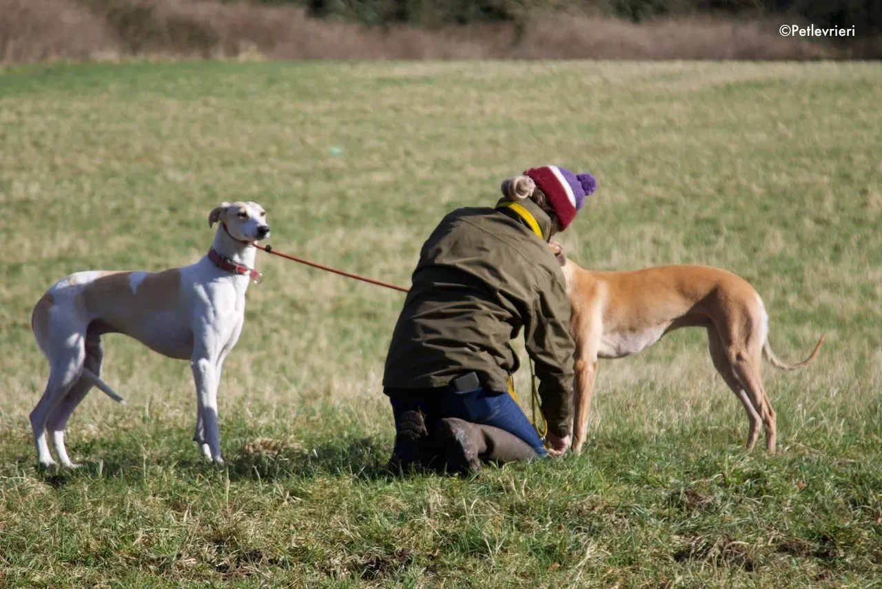 capaldi adozione levrieri greyhound 9