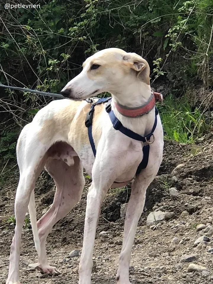 capaldi lurcher adozione 1