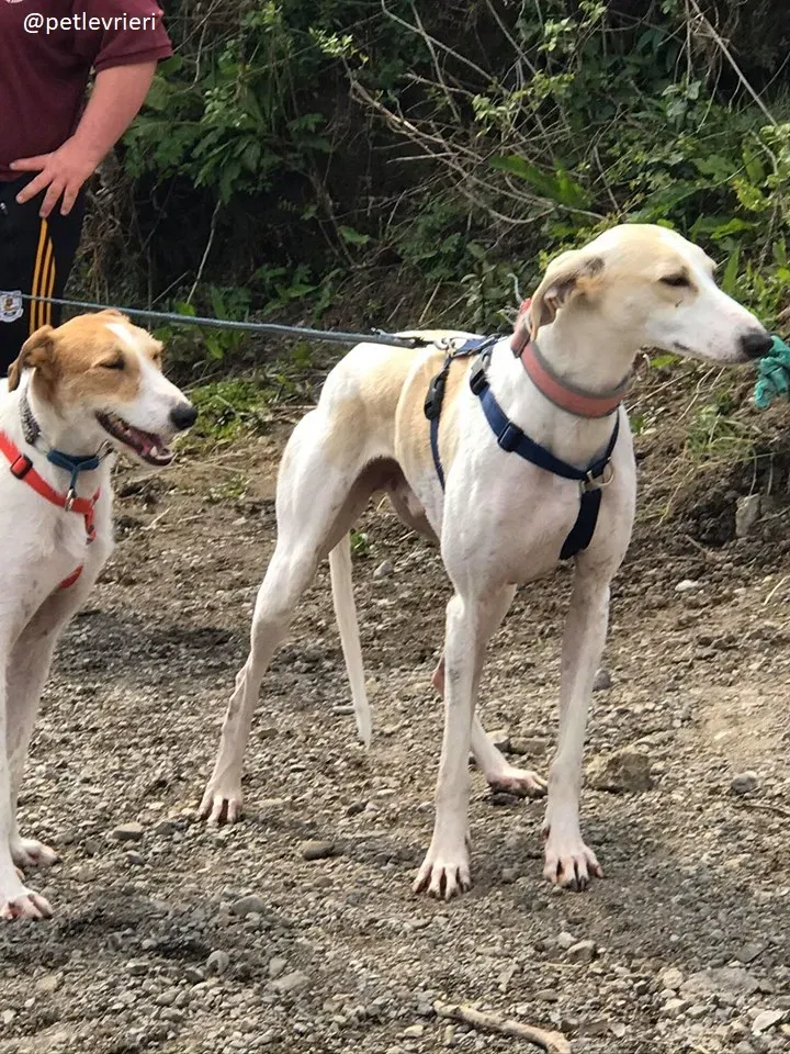 capaldi lurcher adozione 2