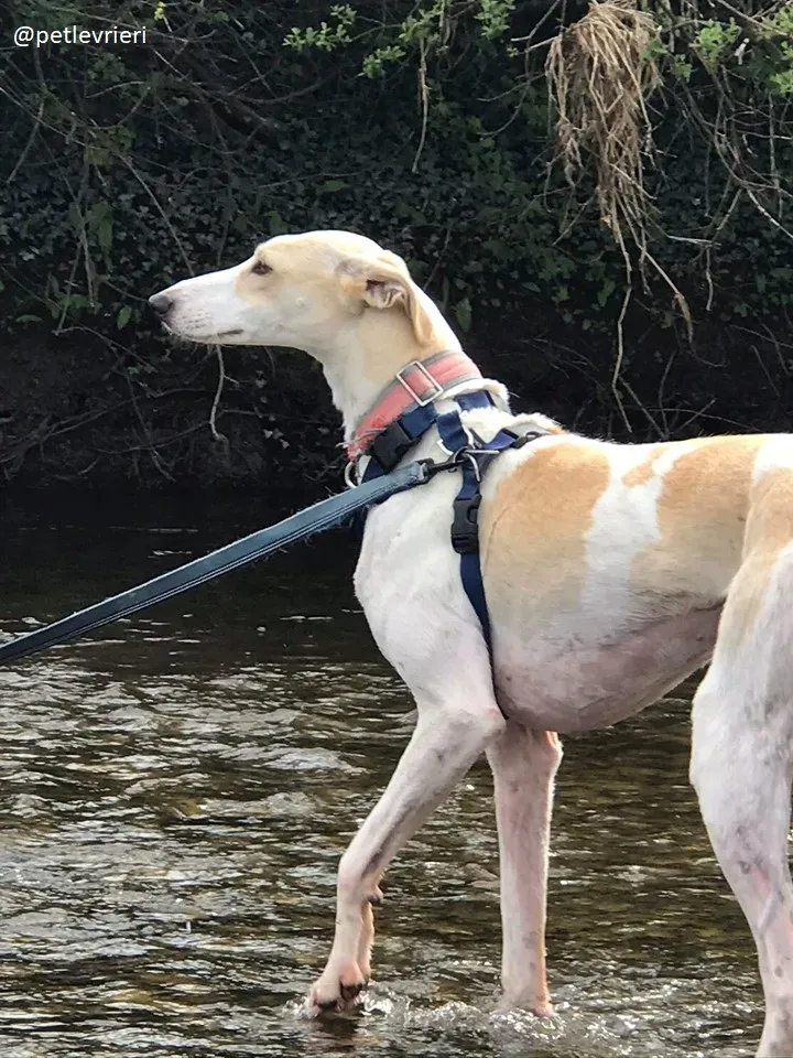 capaldi lurcher adozione 3