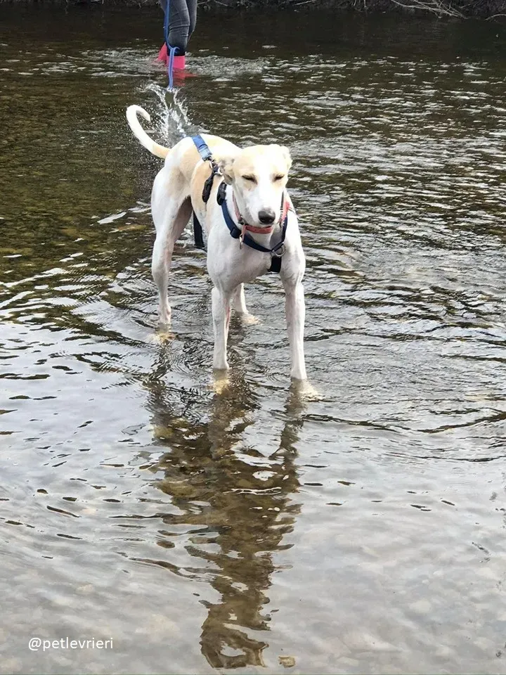 capaldi lurcher adozione 4