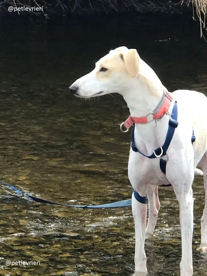 capaldi lurcher adozione 5