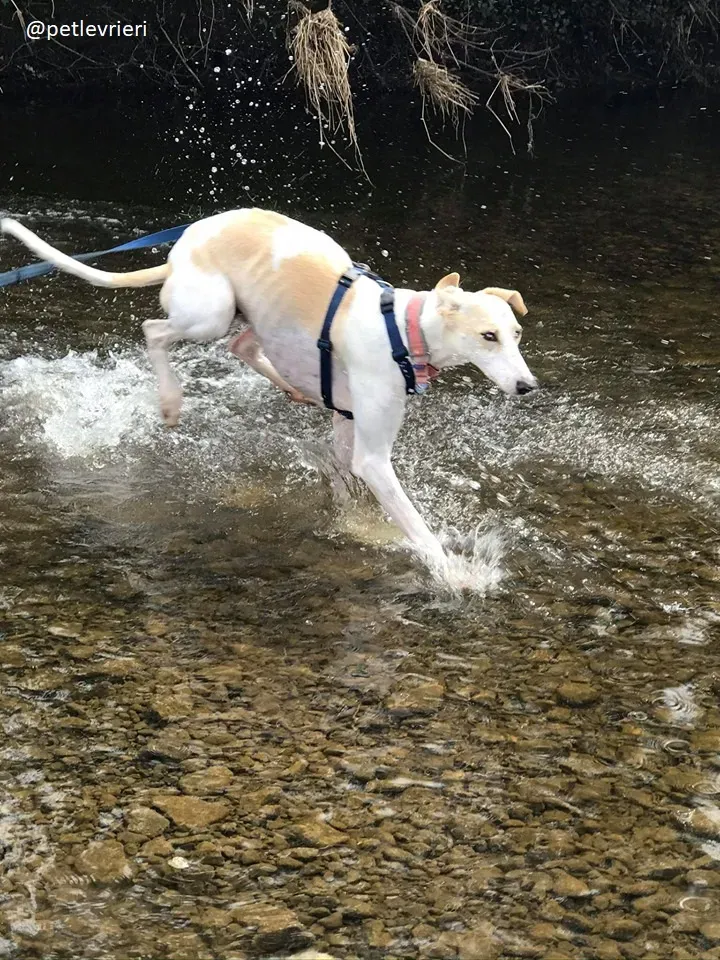 capaldi lurcher adozione 6